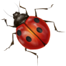 yuvacik74