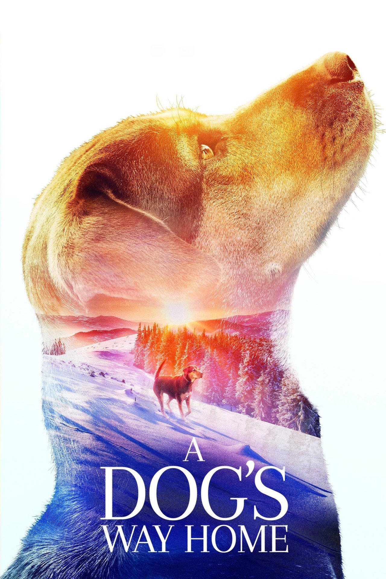 A Dog's Way Home (2019) 192Kbps 23.976Fps 48Khz 2.0Ch iTunes Turkish Audio TAC