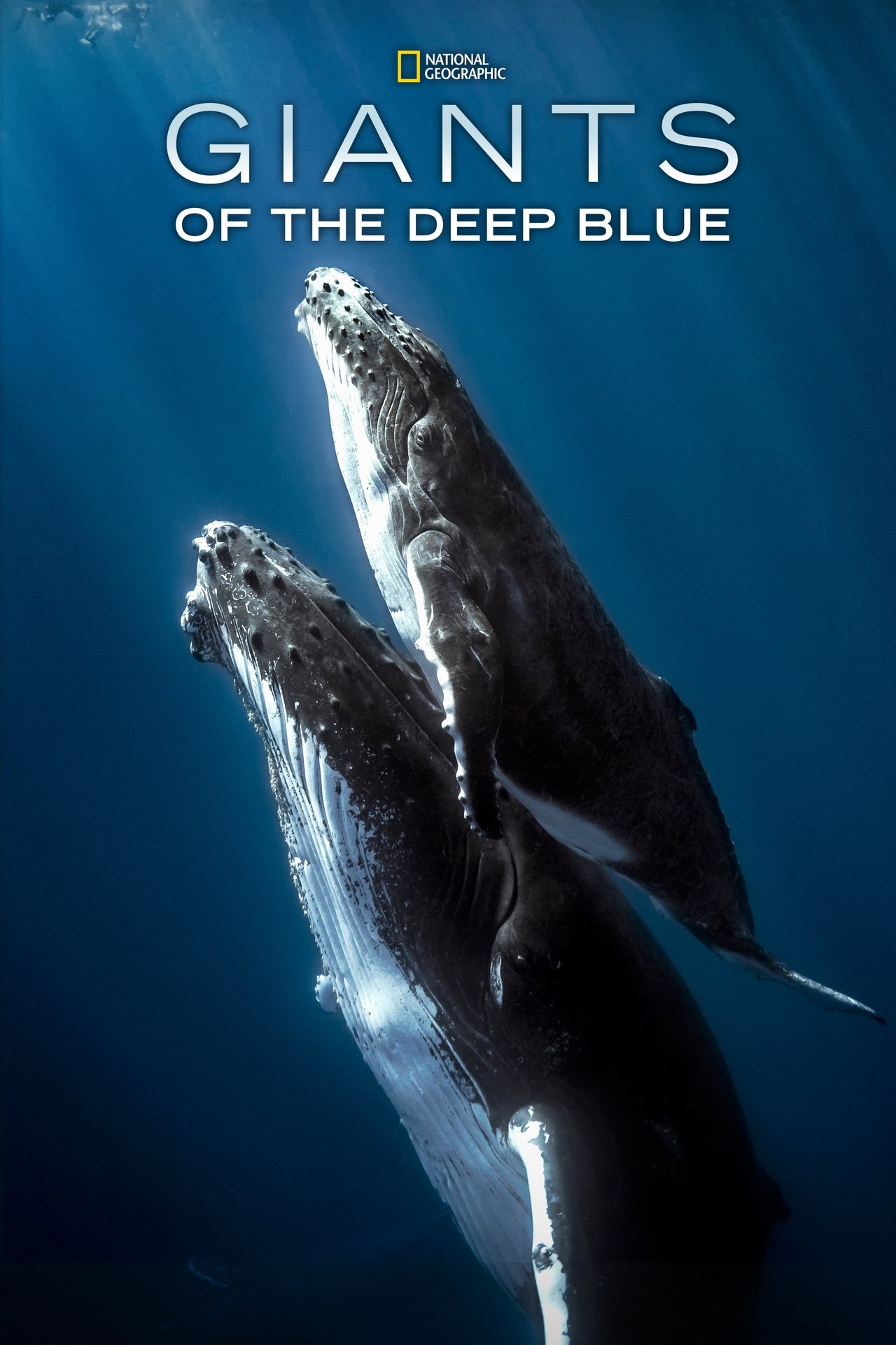 Giants of the Deep Blue (2018) 128Kbps 29.970Fps 48Khz 2.0Ch Disney+ DD+ E-AC3 Turkish Audio TAC