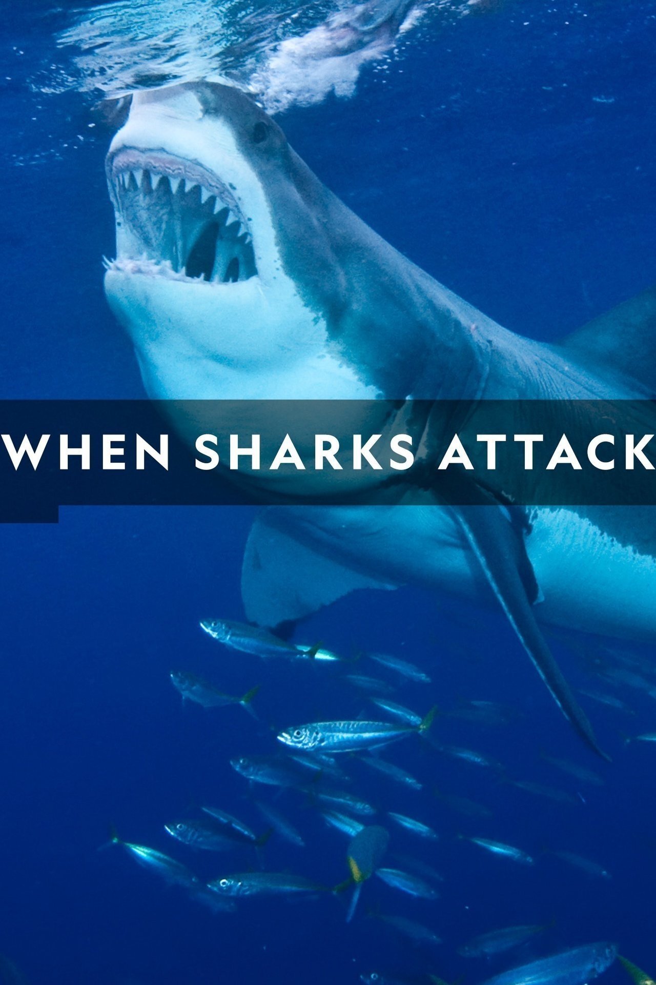 When Sharks Attack (2020) S6 EP01&EP06 128Kbps 29.970Fps 48Khz 2.0Ch Disney+ DD+ E-AC3 Turkish Audio TAC