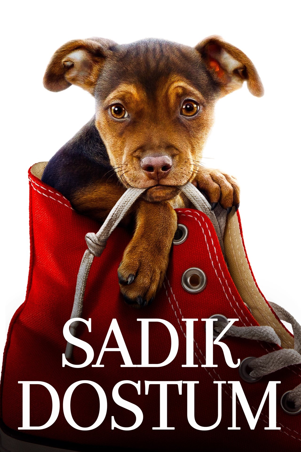 A Dog's Way Home (2019) 192Kbps 23.976Fps 48Khz 2.0Ch DigitalTV Turkish Audio TAC