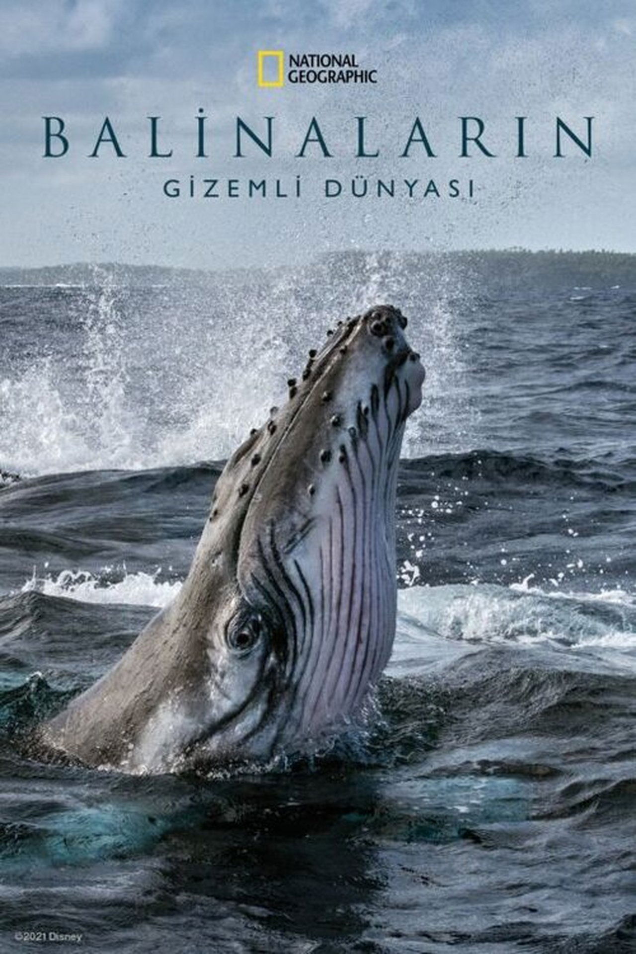 Secrets of the Whales (2021) S1 EP01&EP04 192Kbps 25Fps 48Khz 2.0Ch DigitalTV Turkish Audio TAC