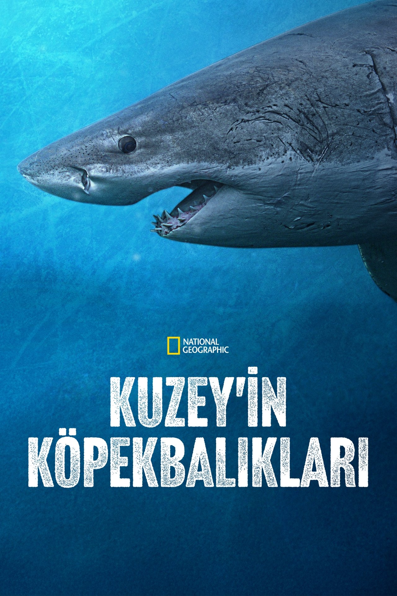 Sharks of the North (2025) 128Kbps 29.970Fps 48Khz 2.0Ch Disney+ DD+ E-AC3 Turkish Audio TAC
